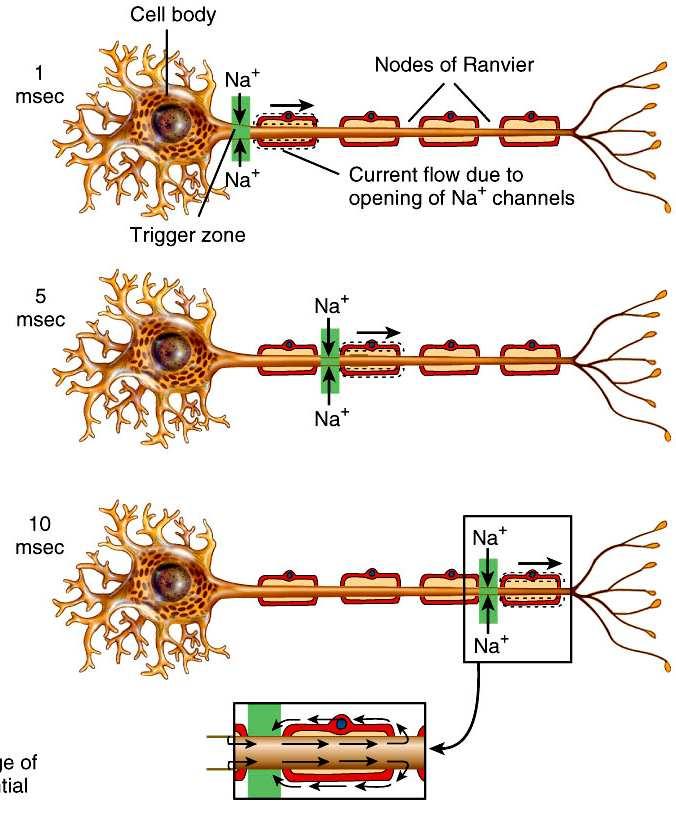nem-mielinált axonban Az akciós