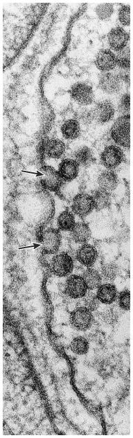 neuropeptidek: sejttestben,