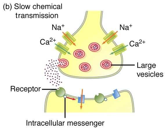 A neurotranszmisszió sejtszintő folyamatai (2.) 3.