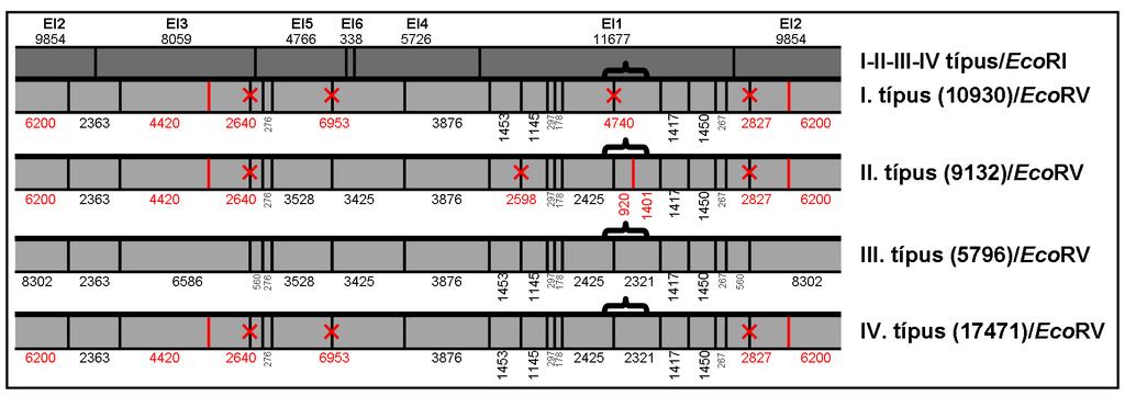 5. ábra: A négy típusba tartozó C. albicans törzs mtdns-ének EcoRI-EcoRV fizikai térképe. Az ábrán pirossal jelöltük a SC 5314-es mtdnshez viszonyított változások helyét.