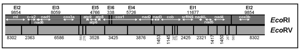7/A. ábra: Törzsgyűjteményes C. albicans törzsek PCR-RFLP képe a reprezentáns klinikai izolátumok mellett, EcoRV enzimmel emésztve 7/B.