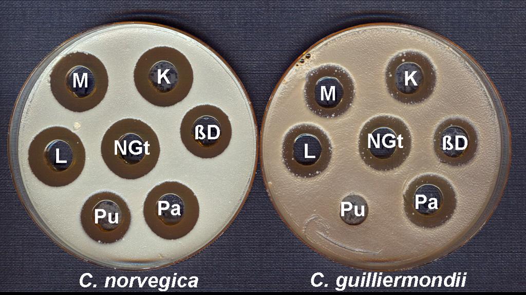 16. ábra: NGT toxin affinitása különböző sejtfalkomponensekhez NGT: kontroll GN toxin, L: laminarin, K: kitin, Pu: pusztulán (β-1,6 D-glükán), M: mannán; Pa és BD: β-1,3 D-glükán A kísérletek során a