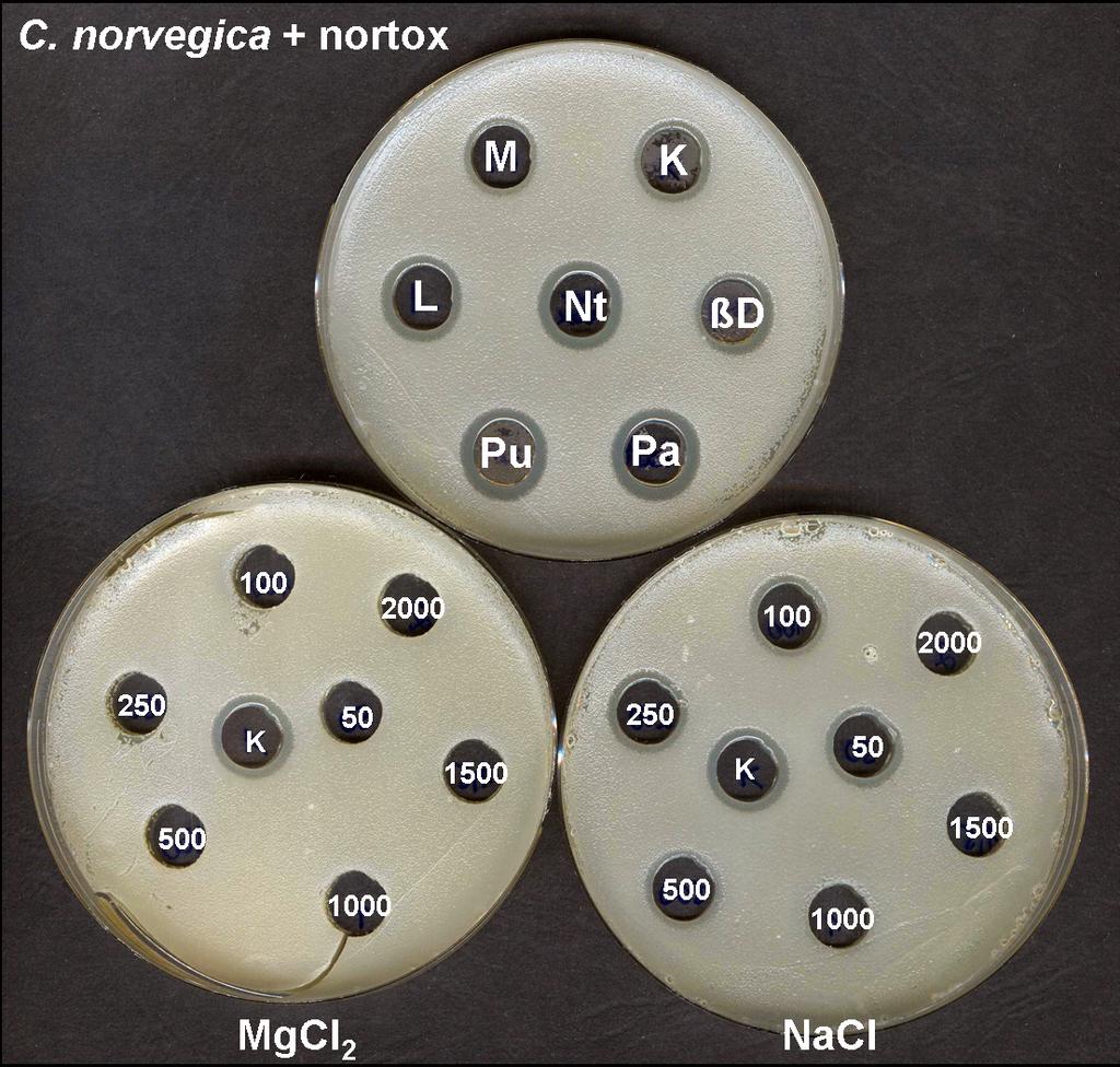 17. ábra: Az N toxin affinitása különböző sejtfalkomponensekhez, illetve különböző koncentrációjú sók mellett Nt: kontroll N toxin, L: laminarin, K: kitin, Pu: pusztulán (β-1,6 D-glükán), M: mannán;