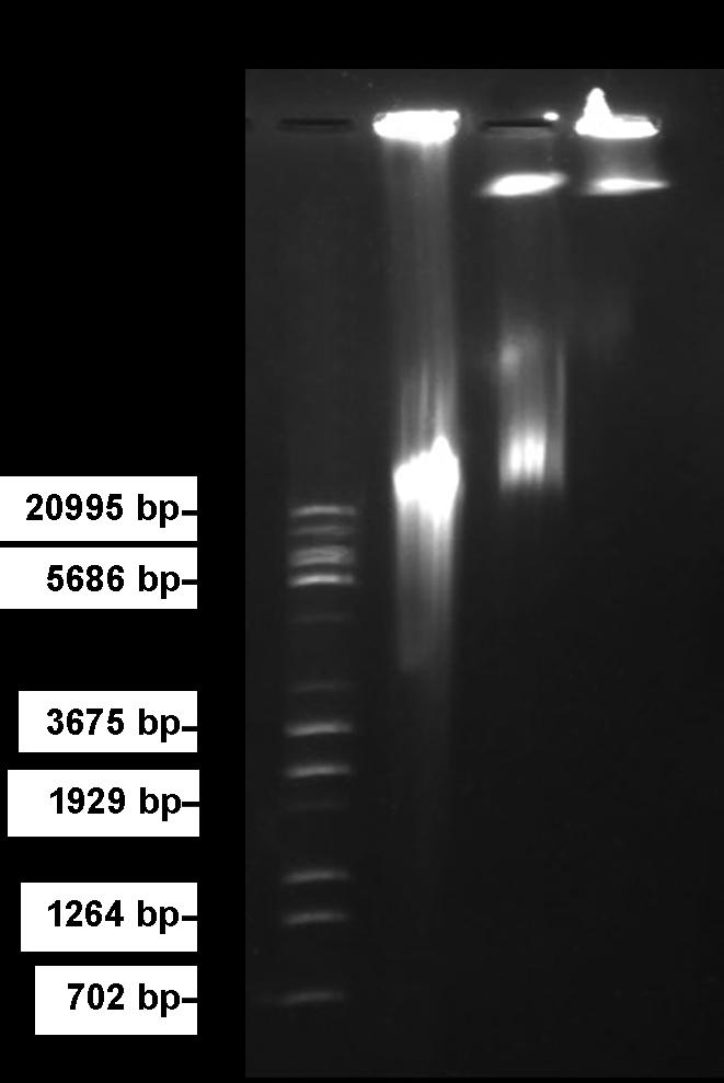 18. ábra: A pulzáltatott mezejű gélelektroforézis M: λ DNS Eco47III/Eco91I, 1: mtdns frakció, 2: protoplasztok, 3: intakt sejtek 4. 5. 7.