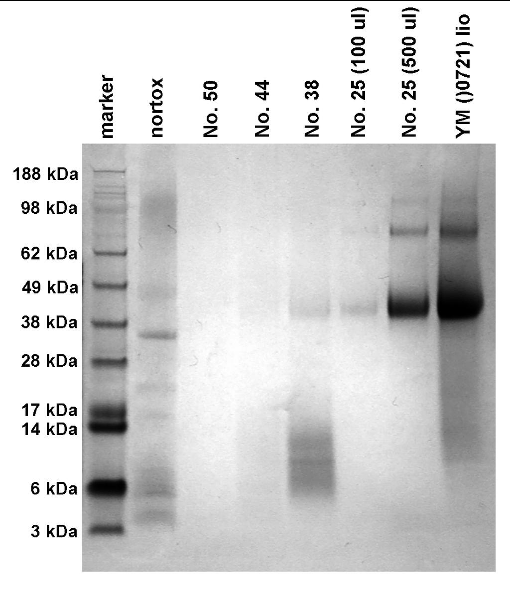 22. ábra: Komplett fermentlé Sephadex oszlopon történő tisztítását követően a különböző frakciók SDS PAGE képe nortox: C.