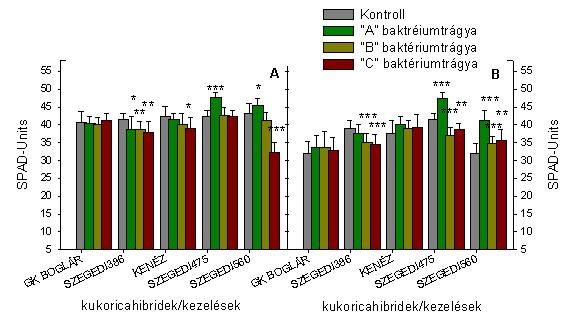 15. A és B ábra: A szegedi Gabonakutatóból származó kukorica hibridek második (A) és harmadik (B) levélben mért relatív klorofill érték (SPAD-