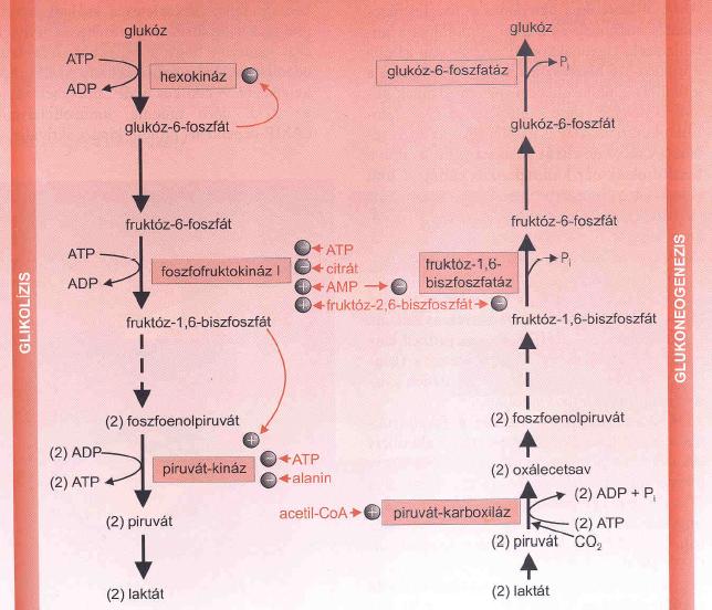 A glükoneogenezis szabályozása Szabályozás az irreverzibilis lépéseket katalizáló enzimeken keresztül Regulált enzimek: -