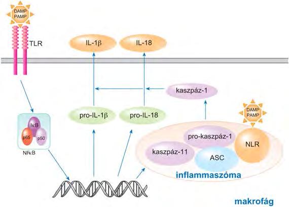 A fagociták autoinflammációs aktiválódásához szükséges két (TLR és NLR) szignál TLR = Toll -Like Receptor NLR = Nod- Like Receptor DAMP = Danger- Associated Molecular