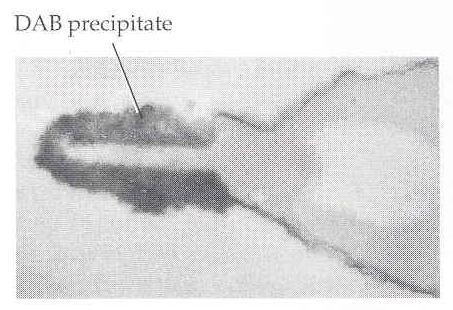 Mitochondriumok is bejuthatnak, de azokat később az