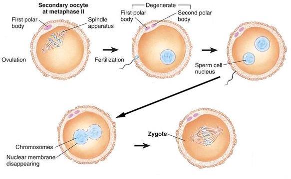 PREEMBRYO