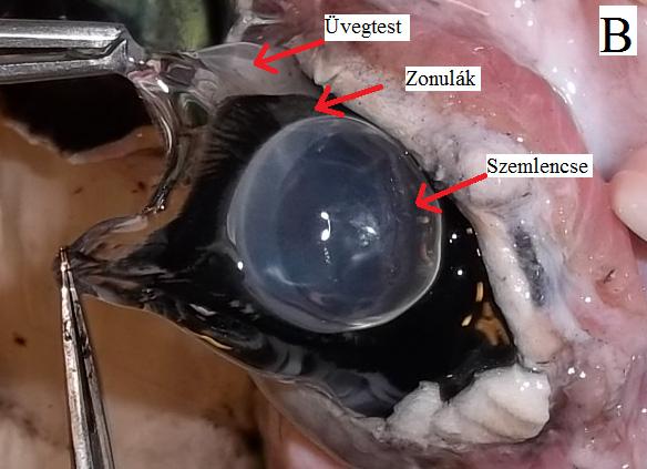 A sugárkorona a szem tengelyirányú metszetén háromszögletű beemelkedés, amelyet részben a sugárkorona szövetét elfoglaló sugárizom (musculus ciliaris), részben a taréjszerű meridián irányú