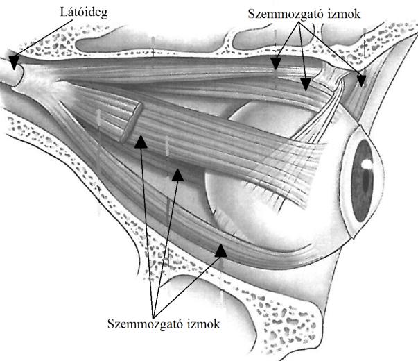 A 7. ábra mutatja a csontos szemüregben a szemgolyó koponyán belüli elhelyezkedését a zsírtestben és a szemgolyóhoz tapadó szemmozgató izmokat (melyből hat darab van), továbbá a szemgolyó hátsó