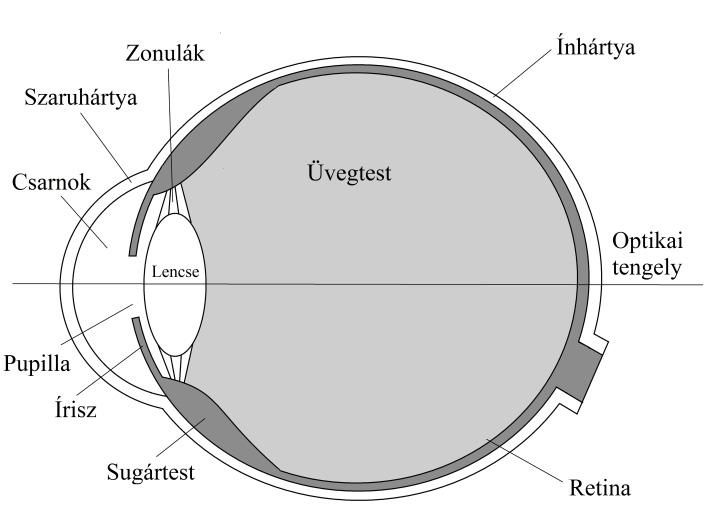 kor környékén a szemlencse elkezd merevebbé válni, ezért a közeli tárgyakhoz kevésbé tud alkalmazkodni. Ez a presbyopia vagy más néven öregszeműség. 20. ábra Az emberi szem sematikus metszete 21.