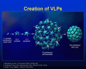 Contribution of HPV types in different HPV positive conditions (%) 5/4/2017 30 32 HPV-vaccinatio I. Az oltóanyag vírus-hasonló részecskék alkalmazásán alapul (VLPs).