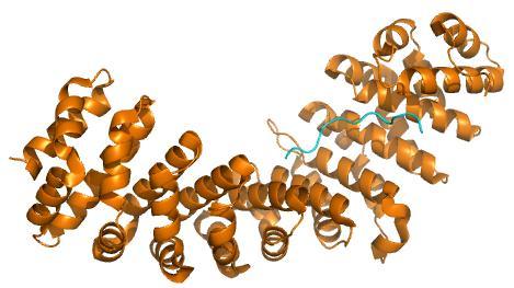 szerepe lehet a fehérje transzportjában. A humán dutpáz esetében a foszforiláció a 11. aminosavon, egy konzervált szerinen történik.