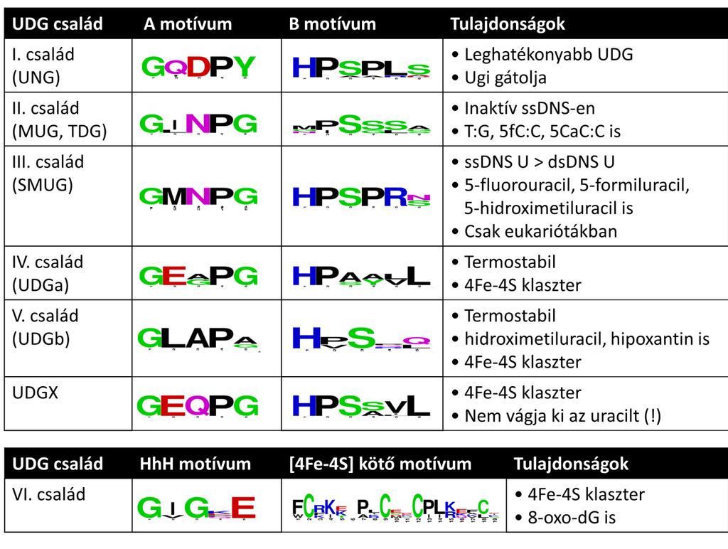 1. táblázat: Az uracil-dns-glikoziláz szupercsalád. Az egyes konzervált motívumok weblogó formában szerepelnek, amit a "http://weblogo.berkeley.edu/logo.cgi" weboldal segítségével készítettem.