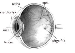 retinális receptorok Ganglion