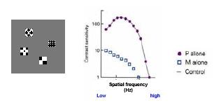 kéreg Area localisation Human V1: quantitative