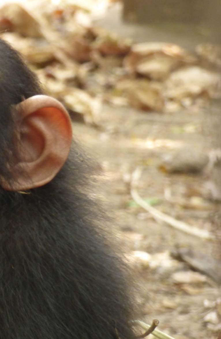 Ez a történet egy Chinoise nevű csimpánzkölyök igaz története.
