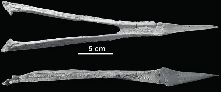 A Bakonydraco galaczi alsó