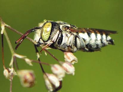 kakukkméh (Coelioxys sp.