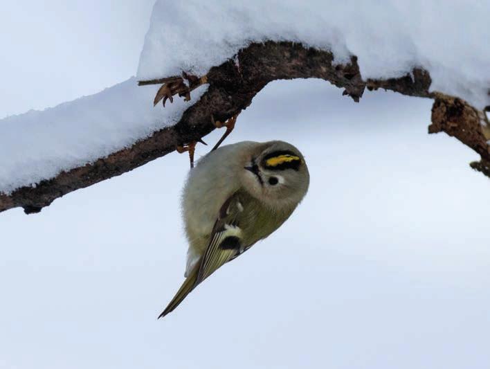 A királyka (Regulus regulus) ma is rendszeres téli vendég