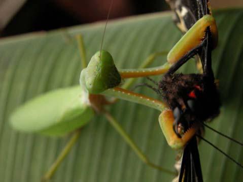 pontszemek Ragadozók Szaporodásuk Mantis religiosa - Imádkozó sáska Spermatophora Nőstény a hímet elfogyaszthatja Peterakás gumóban Hazánkban egyetlen faj: Mantis religiosa