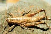 Sisakos sáska alrend: Ensifera Tojócsöves egyenesszárnyúak Család: Gryllidae Tücsökfélék Gryllotalpa