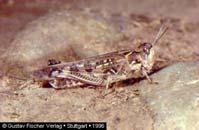 tarsza Polysarcus denticauda Fogasfarkú szöcske Család: Tettigoniidae Fürgeszöcskék Tettigonia viridissima