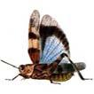 Locusta migratoria - Keleti vándorsáska Megjelenés: Nagy termetű sáska, 35-55 mm.
