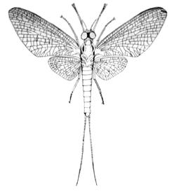 Baetidae Cloeon dipterum Kétszárnyú kérész Család: Palingeniidae Palingenia