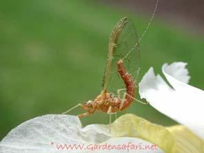 Cs.: Baetidae Cloeon dipterum kétszárnyú kérész Fajok Fajok Cs.