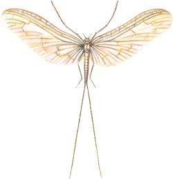 Tiszavirág Megjelenés: 8-12 centiméter hosszú, színpompás rovar, szárnyfesztávolsága eléri a 6-7 centimétert.