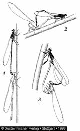 Odonata - Szitakötők R.