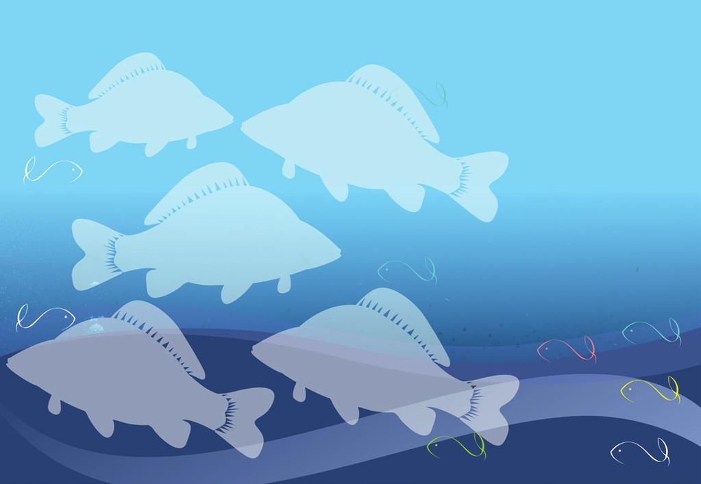 Gyorsfagyasztott halak 17 Vadlazac filé bőrrel 15% glaz.