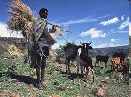 A száraz szavannák és félsivatagok vidékén nomád pásztorkodás terjedt el.