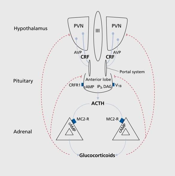 Stresszválasz kialakításáért felelős anatómiai struktúrák: Hipotalamusz-hipofízisemellékvese (HPA) tengely: PVN (hipotalamuusz magvak): CRF kissejtes és AVP (vazopresszin) termelés Hipofízis elülső