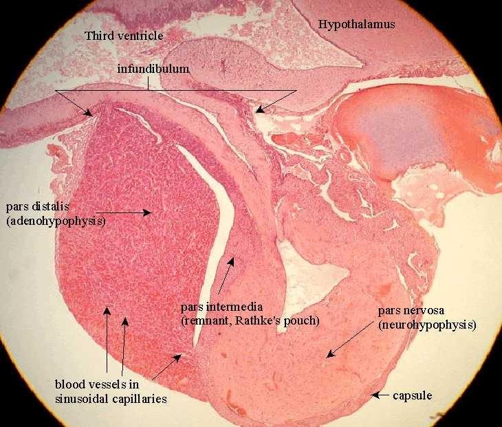 Hipofízis részei: elülső lebeny - mirigysejtekből áll hátulsó lebeny -