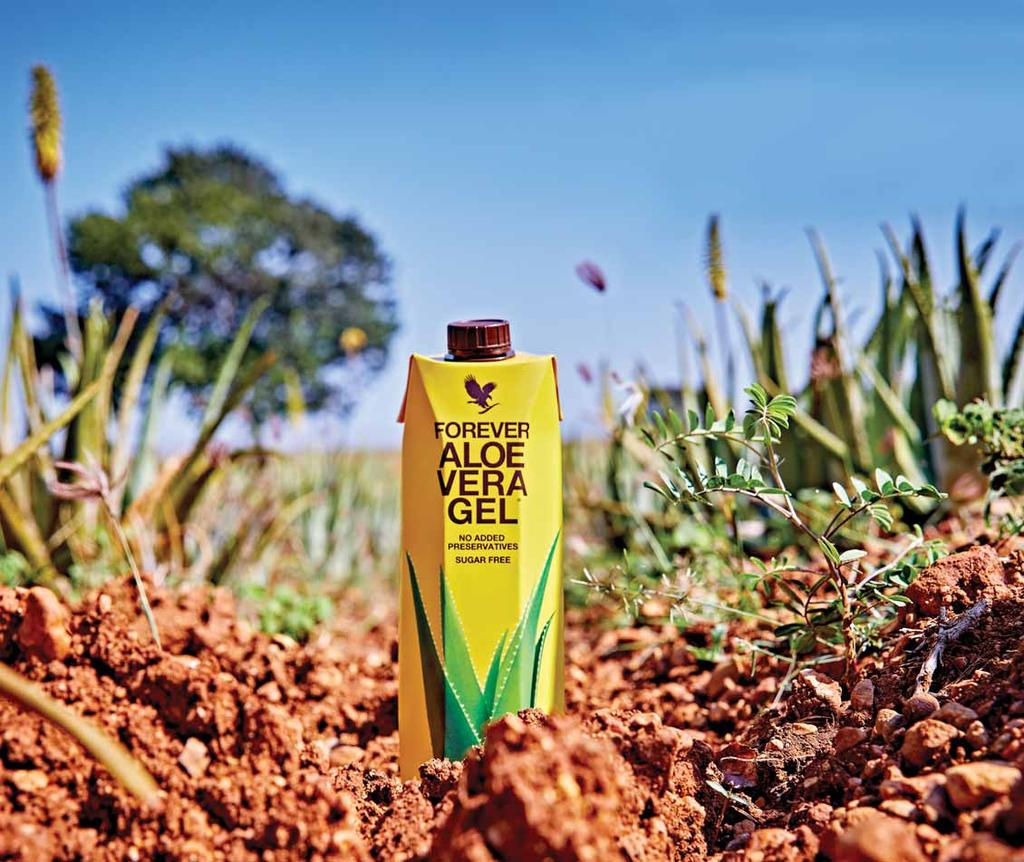 Forever Aloe Vera Gel Napitak dodatak prehrani Prvi proizvod koji je zbog svoje čistoće dobio certifikat Međunarodnog vijeća znanosti Aloe. Naš Aloe Vera Gel sadrži 99,7% esencije tj.