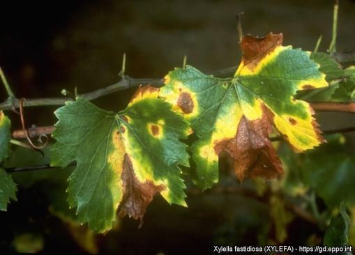 MÁR ISMERŐS ÉS ÚJ KOCKÁZATOK Grapevine flavescences dorée (FD) Xylella fastidiosa