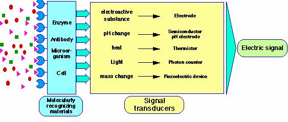 SZENZOR - BIOSZENZOR BIOSZENZOR Bioszenzor= receptor (biológiailag aktív anyag, szelektív reakció a mérendő anyaggal) + transzducer (információhordozó jelet generál) Receptor