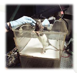 Levegőszennyezettség mérése állati tesztorganizmusokkal Patkánykísérletek A benzol toxicitásának vizsgálata patkány, tengerimalac és nyúl kísérletekben.
