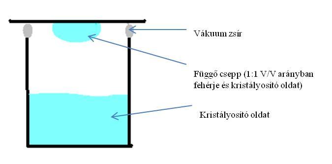 használatosak viszkozitás növelő adalékok (pl. glicerin). A kristályok előállításához ún. függőcsepp módszert alkalmaztunk (4. ábra), ami a gőzdiffúzió elvén alapszik.