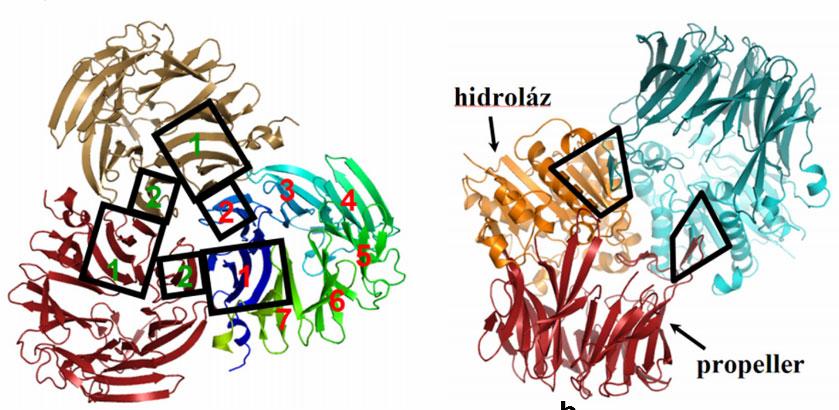 A hexamerizációban a propeller régióban az 1 és a 2 számú propeller lapát vesz rész (10. ábra, a), míg a hidroláz domén szabad β-él lép kapcsolatba a szomszéd monomer 3.