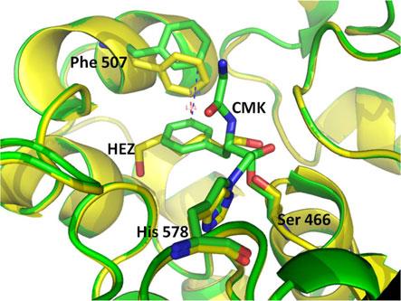 A szubsztrát analóg kötődésekor kisebb, indukált átrendeződést tapasztaltunk a Phe507 oldallánc konformációjában, ami elmozdult az inhibitorban található fenil-alanin gyűrű taszítása miatt (14. ábra).