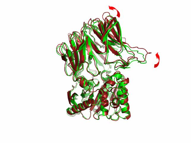 22. ábra A domének közötti elmozdulás Zöld színnel a kristályszerkezet, vörös színnel a molekuladinamikai szimulációból számított átlagszerkezet A monomer és a hexamer szerkezetek globális