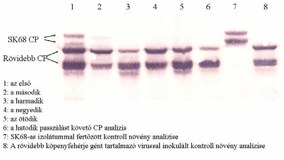 Megvizsgáltuk a delécióval rendelkező izolátumot kompetíciós kísérletben, hogy vajon rendelkezik-e