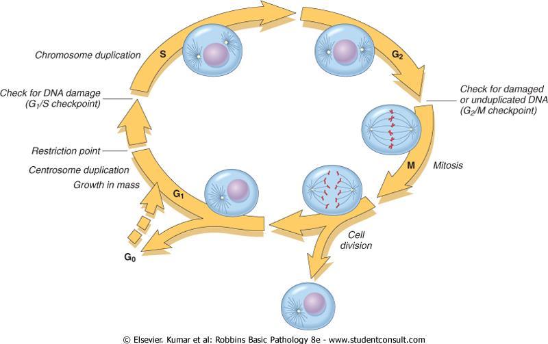 Sejt proliferáció - Sejtciklus APOPTOSIS DNS állomány kettőződése A DNS károsodás ellenőrzése (G1/S ellenőrzőpont) A károsodott, vagy meg nem kettőződött DNS tartalmú sejtek eltávolítása (G2/M