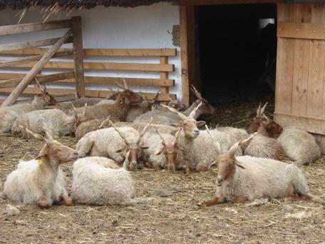 Jávor és mtsai (2006) szerint az állomány közel kétharmada fehér, míg egyharmada fekete színű.