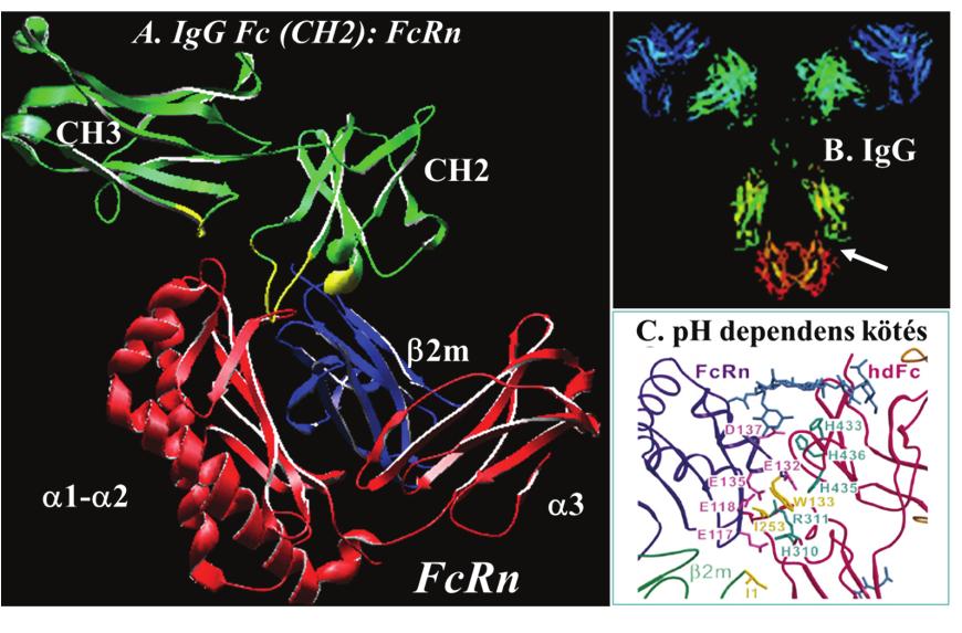 Az FcRn IgG kötés középpontjában lévő aminosav maradványok egy része hidrofób kölcsönhatást alakít ki (FcRn Trp-133 :Fc Ile-253 és 2m Ile- 1:Fc Pro-307), amelyet ionos kölcsönhatás kialakítására